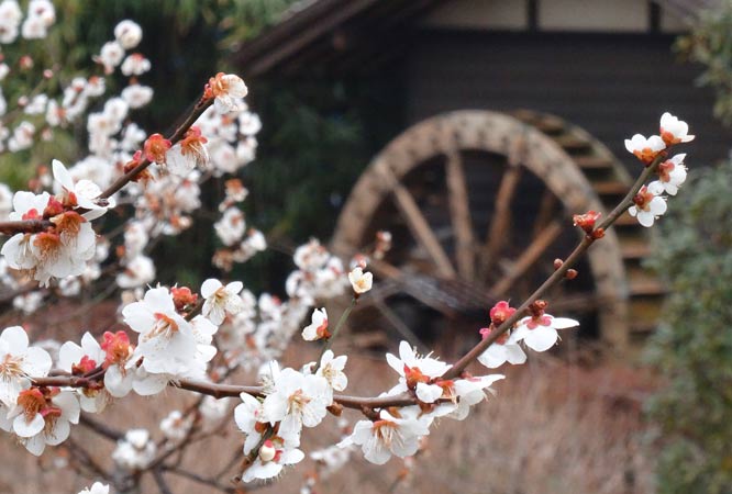 春の調べ　府中郷土の森